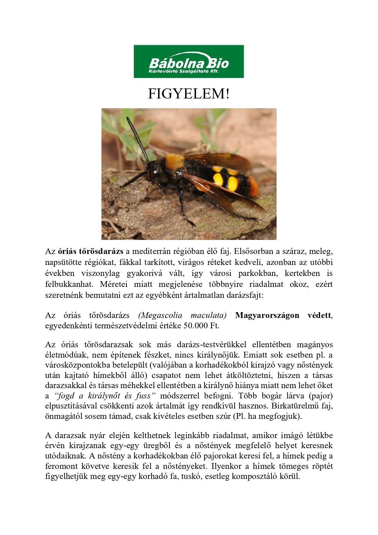 Óriás tőrösdarázs tájékoztató_page-0001.jpg